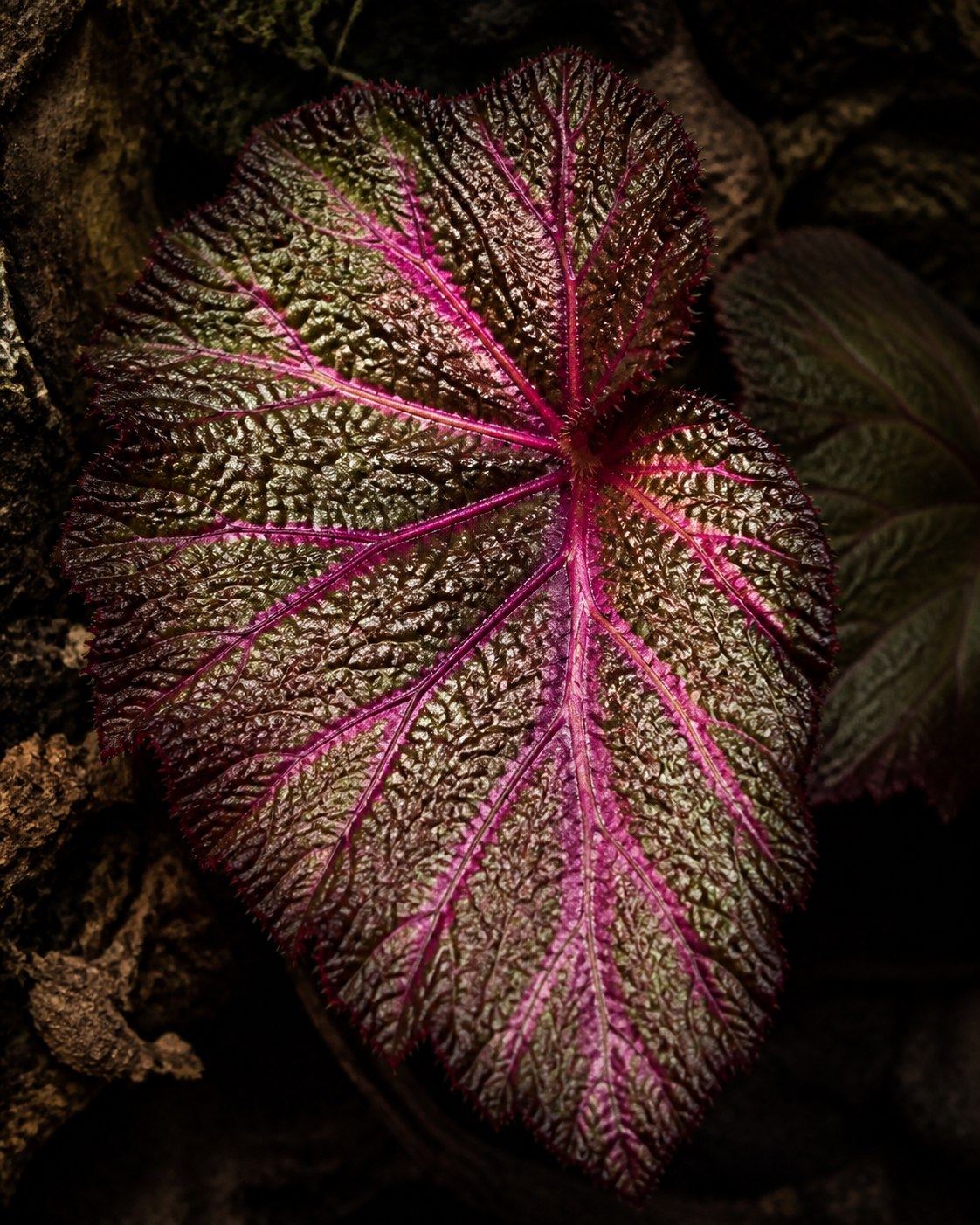 Detailed leaf texture used for careful observation