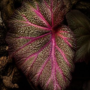 Close-up of Begonia Magenta Vein No. 01