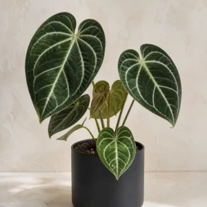Demo portrait of Anthurium Crystallinum No. 02