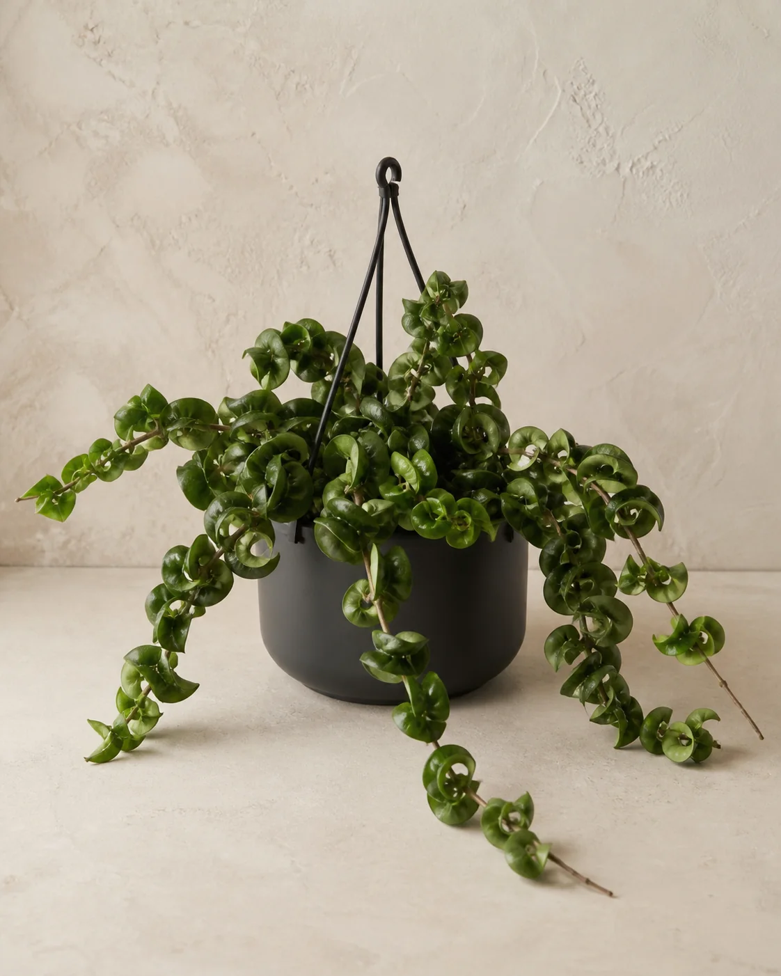 Demo portrait of Hoya Compacta No. 01