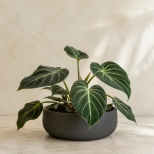 Demo portrait of Philodendron Gloriosum No. 02