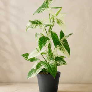 Demo portrait of Syngonium Albo No. 01