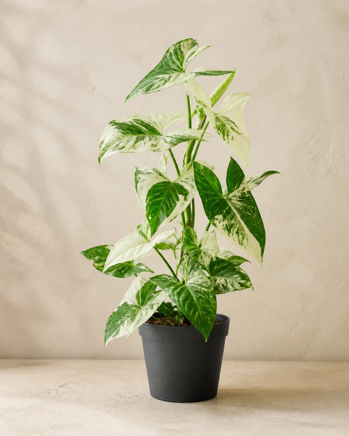 Demo portrait of Syngonium Albo No. 01